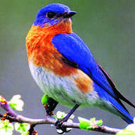 Bluebird_28