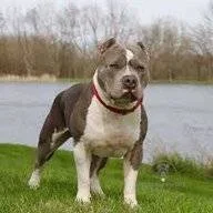 Kyutnadoggy pitbull